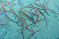 Sphyraena flavicauda