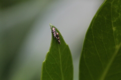 Zapyrastra calliphana