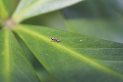 Zapyrastra calliphana
