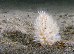 Veretillidae