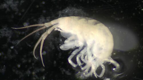 Stenothoe
