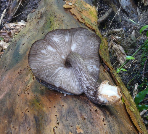 Pluteus microspermus image