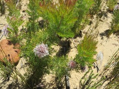 Serruria pedunculata