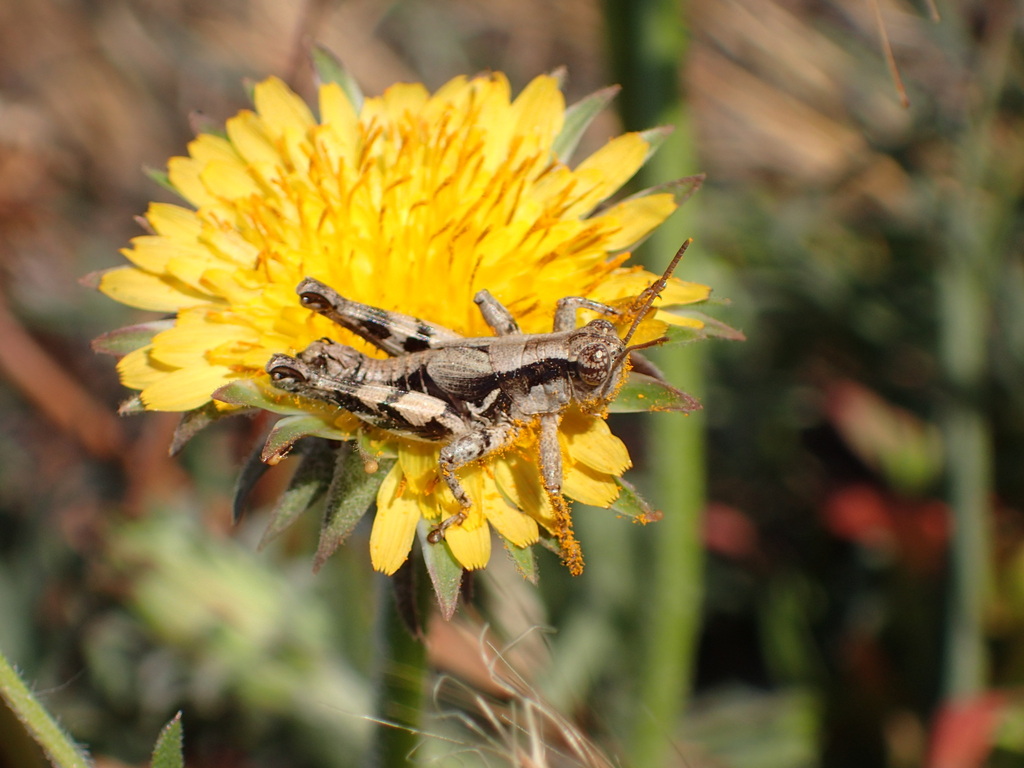 Southern Coast Bush Grasshopper