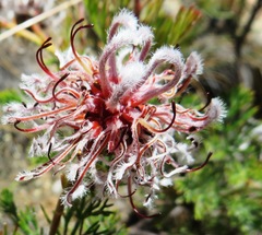 Serruria pedunculata