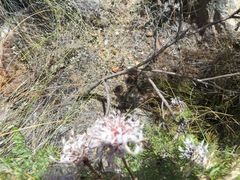 Serruria pedunculata