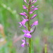 Robust Marsh-Orchid - Photo (c) José María Escolano, some rights reserved (CC BY-NC-SA)