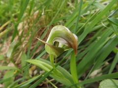 Pterostylis areolata