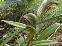 Pterostylis areolata