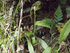Pterostylis areolata