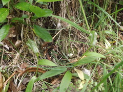 Pterostylis areolata