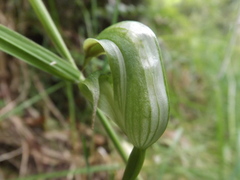 Pterostylis areolata