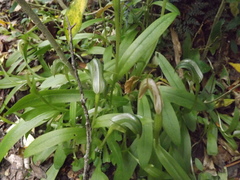 Pterostylis areolata