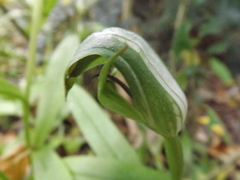 Pterostylis areolata