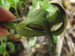 Pterostylis areolata