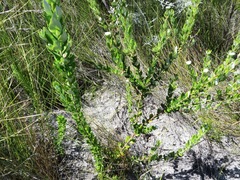 Phylica nervosa