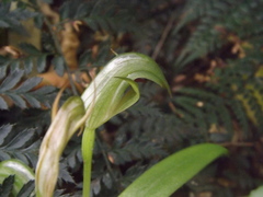 Pterostylis areolata