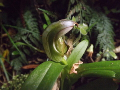 Pterostylis areolata
