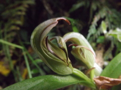 Pterostylis areolata