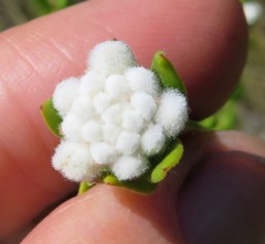 Phylica nervosa