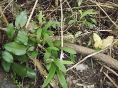 Pterostylis areolata