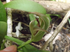 Pterostylis areolata