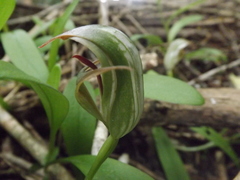 Pterostylis areolata