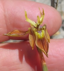 Moraea inconspicua