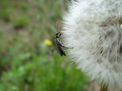 Oedemera lurida