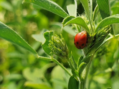 liskavka lucernová (Gonioctena fornicata)
