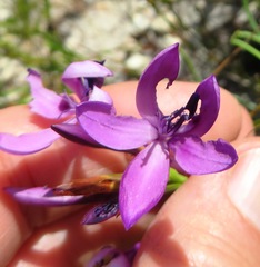 Thereianthus longicollis