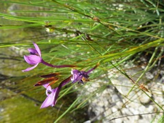 Thereianthus longicollis