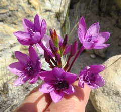 Thereianthus longicollis