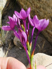 Thereianthus longicollis