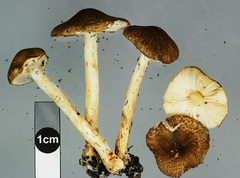 Lepiota boudieri