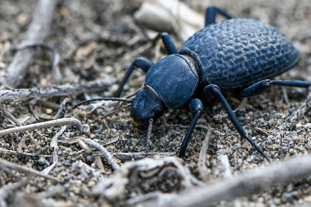 Tentyria tessulata