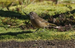 Pachycephala olivacea