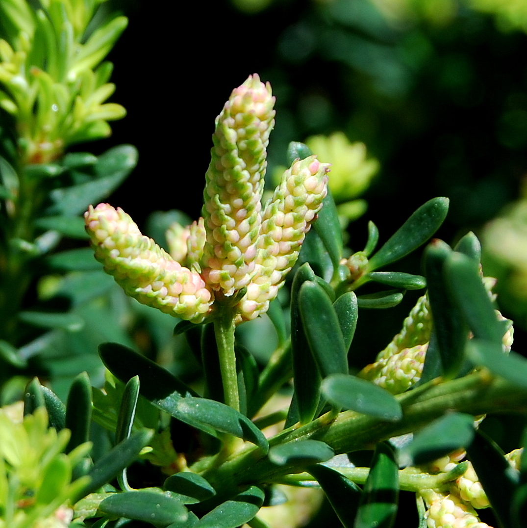 asche dnger thuja Thuja Dnger flssig - Fr gesunde Thuja Pflanzen!