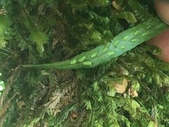 Notogrammitis angustifolia