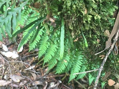 Notogrammitis angustifolia