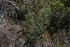 Hakea epiglottis