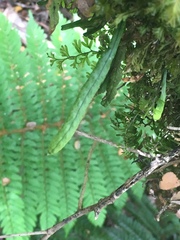 Notogrammitis angustifolia