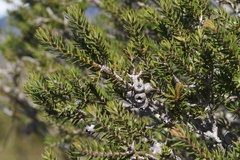 Melaleuca squamea