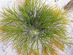 Aciphylla dieffenbachii
