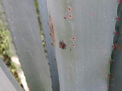 Peltophorus polymitus