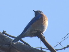 Sialia mexicana