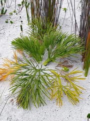 Aciphylla dieffenbachii
