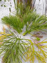 Aciphylla dieffenbachii