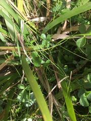 Cullen microcephalum