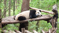 Ailuropoda melanoleuca